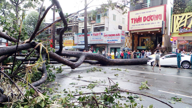 TPHCM: Cổ thụ đổ ầm xuống đường, người dân tháo chạy - 2