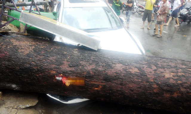 TPHCM: Cổ thụ đổ ầm xuống đường, người dân tháo chạy - 3