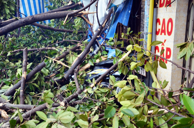 TPHCM: Cổ thụ đổ ầm xuống đường, người dân tháo chạy - 4