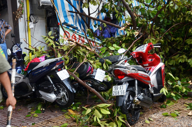 TPHCM: Cổ thụ đổ ầm xuống đường, người dân tháo chạy - 5