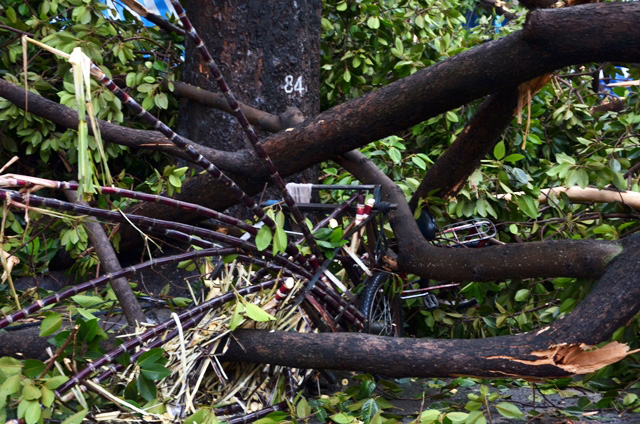 TPHCM: Cổ thụ đổ ầm xuống đường, người dân tháo chạy - 6