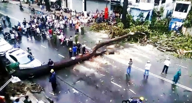 TPHCM: Cổ thụ đổ ầm xuống đường, người dân tháo chạy - 7