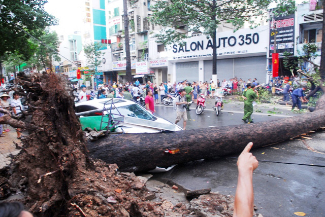 TPHCM: Cổ thụ đổ ầm xuống đường, người dân tháo chạy - 8