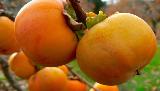 Những “cấm kỵ” ai cũng cần biết khi ăn hồng - 1