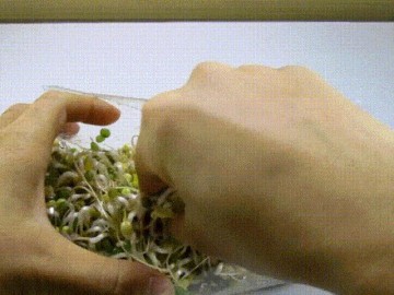 Cách làm giá đỗ trong chai nhựa cực nhanh, cực dễ cho nhà có giá sạch ăn quanh năm
