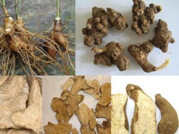 Phương thuốc đắp trị tàn nhang