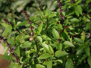 10 lợi ích tuyệt vời của húng quế