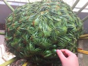 Nhà đẹp - Bức ảnh đang gây tranh cãi nhất MXH: Đây là "cái" gì?