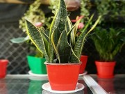 Nhà đẹp - Cây lưỡi hổ: Loại cây lọc độc tố cực tốt, đuổi vận xui, hút tài lộc mà ai cũng muốn trồng