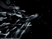 Sức khỏe - Tinh trùng đang thoái hóa với tốc độ khủng khiếp