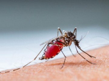 [Video] Thủ đô đang thất bại trong việc phòng dịch sốt xuất huyết?