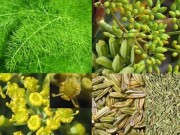 Chuẩn bị mang thai - Bài thuốc hay cho người khó thụ thai