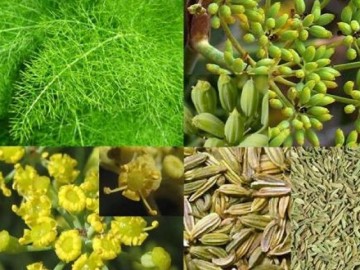 Bài thuốc hay cho người khó thụ thai