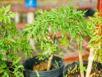 Trồng cây đinh lăng “thần dược” để chữa bách bệnh, chặn khí xấu, tài lộc vào ầm ầm