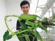 Nhà đẹp - Người hâm mộ thích thú với hình ảnh rau muống "khổng lồ" trong vườn nhà Lý Hải - Minh Hà