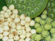 Sức khỏe - Điều trị huyết áp thấp bằng bài thuốc đơn giản
