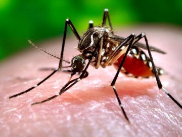 Không có dấu hiệu nào cho thấy Hà Nội đã kiểm soát được dịch sốt xuất huyết