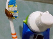 Nhà đẹp - Đừng để gián bò lên gặm bàn chải đánh răng vì thói quen xấu nhiều người mắc