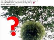 Nhà đẹp - Câu hỏi gây tranh cãi nhất MXH hôm qua: Đã ai nhìn thấy hoa tre chưa?