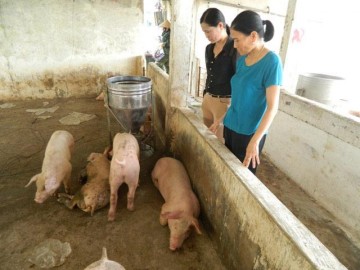 Lợn chết như ngả rạ sau bão, giá lợn miền Trung sẽ tăng?