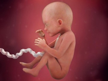 Thai 23 tuần nên ăn gì?