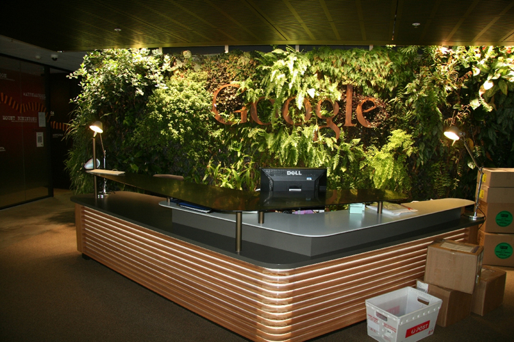 Cây cối um tùm bên bàn lễ tân của hãng Google tại Sydney.