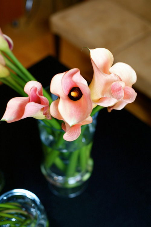 Hoa đẹp 20-10: 3 mẫu hoa Rum dễ cắm - 1