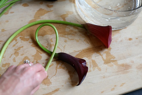 Hoa đẹp 20-10: 3 mẫu hoa Rum dễ cắm - 11