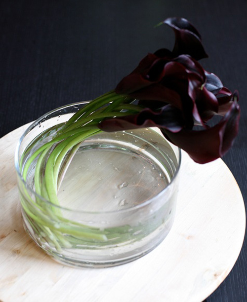 Hoa đẹp 20-10: 3 mẫu hoa Rum dễ cắm - 13