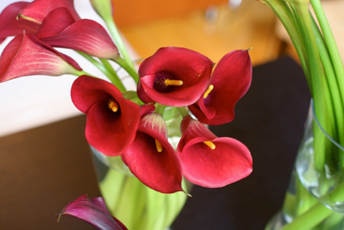 Hoa đẹp 20-10: 3 mẫu hoa Rum dễ cắm - 3