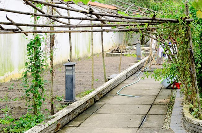 Phía bên trái căn nhà là nơi bà mẹ một con trồng rau sạch với nhiều loại như mồng tơi, mướp đắng, bầu bí... Khi nói về khoảng không rất dân dã này, Việt Trinh còn đùa, khi chăm sóc vườn rau, chị giống như người nông dân thực sự và các bữa ăn không phải tốn tiền mua rau hay mua trái cây vì tất cả đều sẵn.
