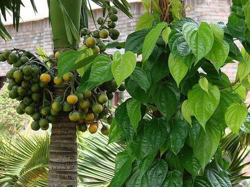 Lá trầu – Không thể thiếu sau sinh - 1