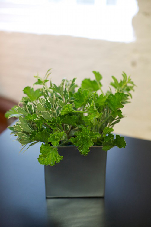 Hoa đẹp 20-10: Cắm Địa lan để bàn #039;hút mắt#039; - 7