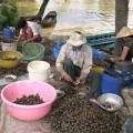 Mua sắm - Giá cả - Thương lái TQ lại giở trò mua ốc bươu vàng