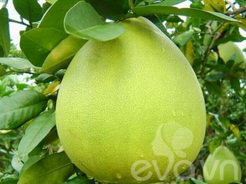 10 loại rau củ quả giúp #039;detox#039; cơ thể - 12
