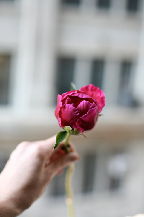 Hoa đẹp 20-10: Cắm Mẫu đơn làm điệu bàn ăn - 4