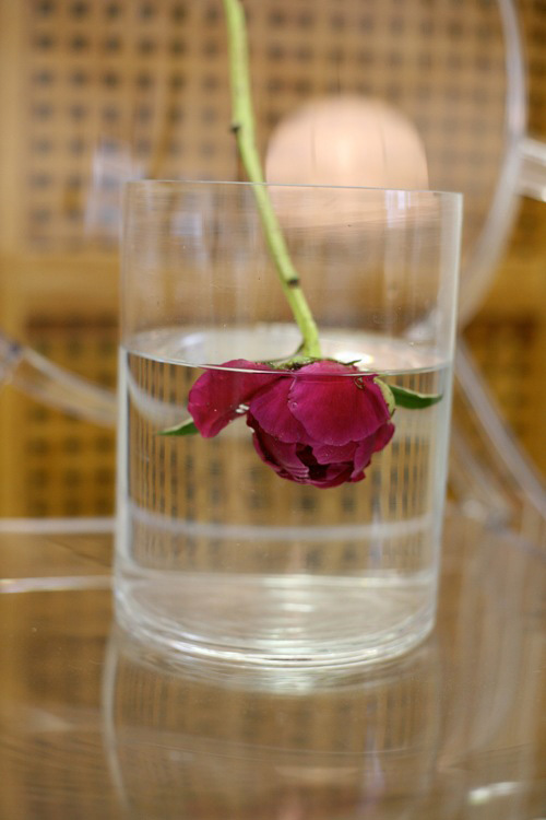 Hoa đẹp 20-10: Cắm Mẫu đơn làm điệu bàn ăn - 5