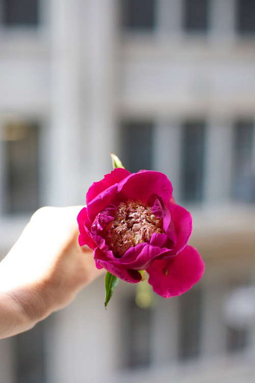 Hoa đẹp 20-10: Cắm Mẫu đơn làm điệu bàn ăn - 6