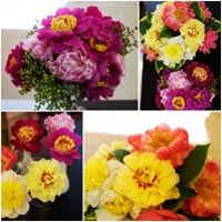 Hoa đẹp 20-10: Cắm hoa Mõm chó đẹp khó chê - 12