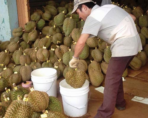 Choáng: Cơm bụi hóa chất, giăm bông từ thịt thối - 4