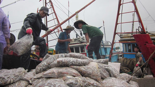 Ngư dân hối hả bán cá chạy bão - 1