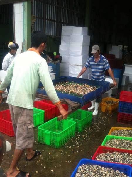 “Săn” ốc bươu vàng bán cho... Trung Quốc - 1