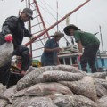 Mua sắm - Giá cả - Ngư dân hối hả bán cá chạy bão