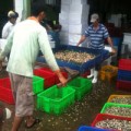 Mua sắm - Giá cả - “Săn” ốc bươu vàng bán cho... Trung Quốc