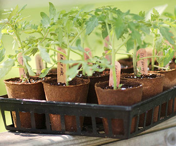 10 bí quyết trồng cà chua tại nhà mau lớn - 1