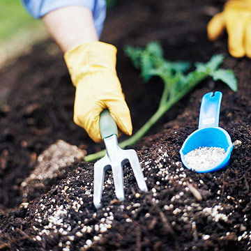 10 bí quyết trồng cà chua tại nhà mau lớn - 2