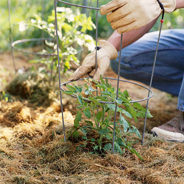 10 bí quyết trồng cà chua tại nhà mau lớn - 5