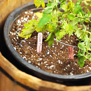 10 bí quyết trồng cà chua tại nhà mau lớn - 6