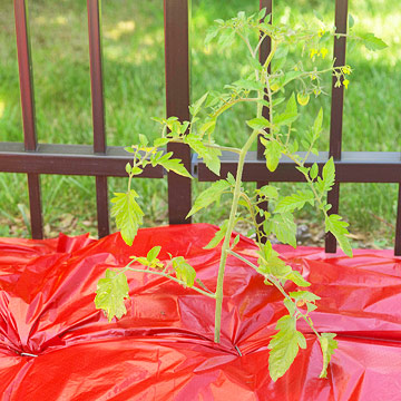 10 bí quyết trồng cà chua tại nhà mau lớn - 7