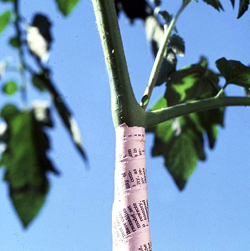 10 bí quyết trồng cà chua tại nhà mau lớn - 8